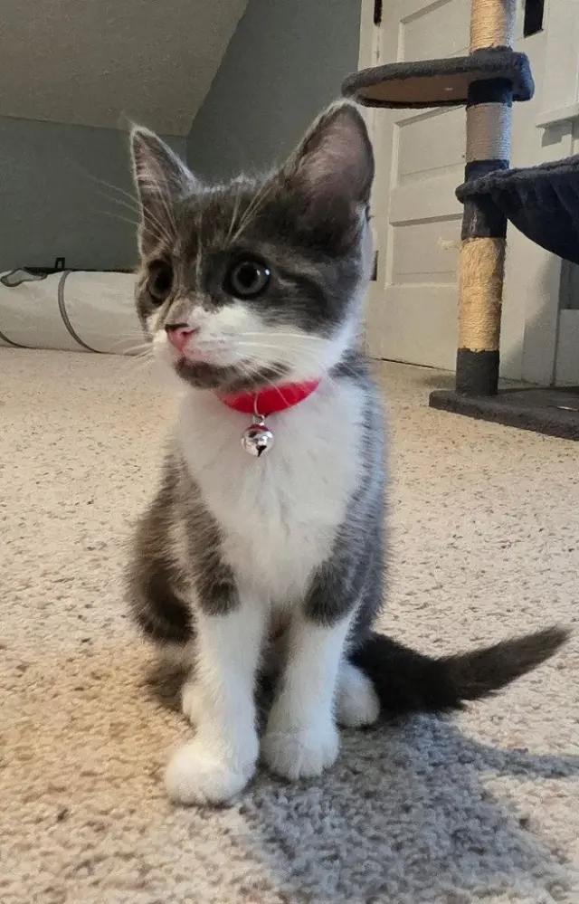 Ara *IN FOSTER*