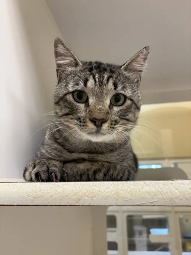 MEOWSTER
