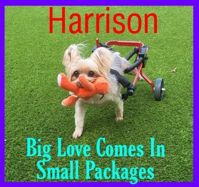 Harrison Yorkie On Wheels