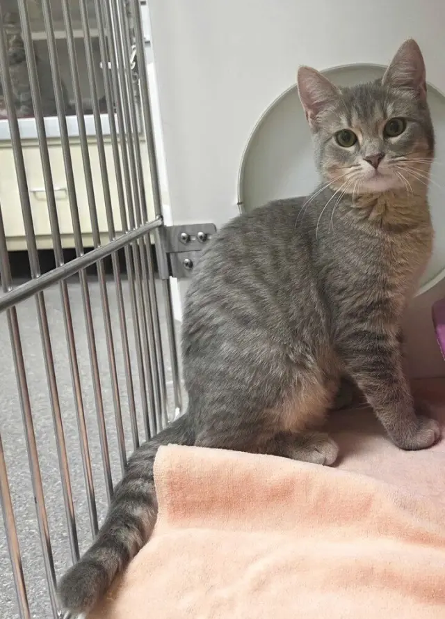 Cora