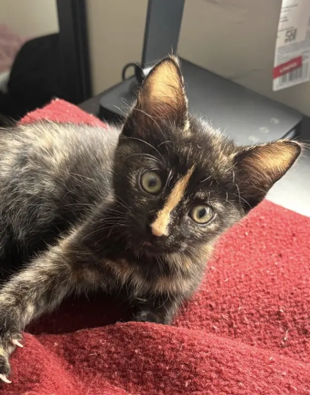 Kitten Luna *FIV+*