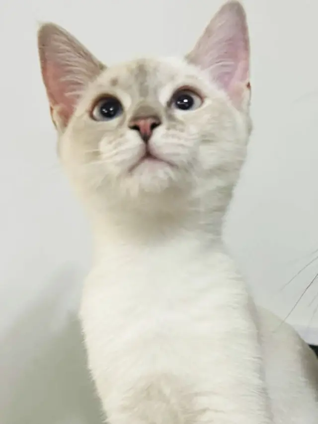 Cotton Ball