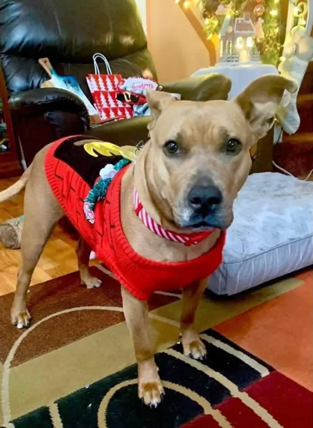Coco  (Mom of Ten Litter )