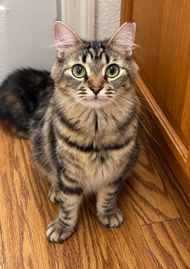 Gracie