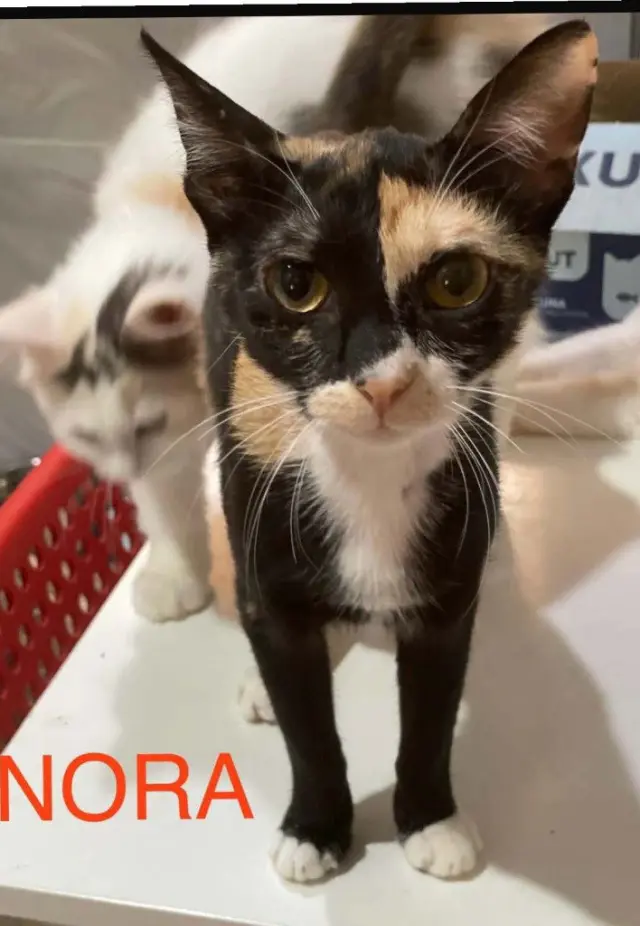 Nora