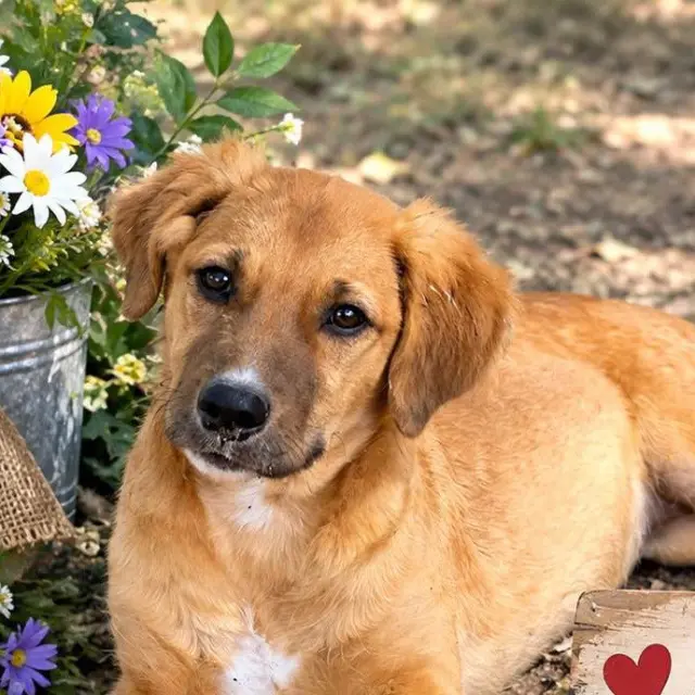 LILA