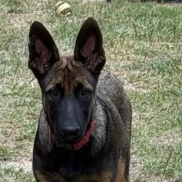 Duke
