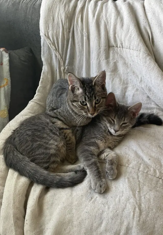 Monty / Mason