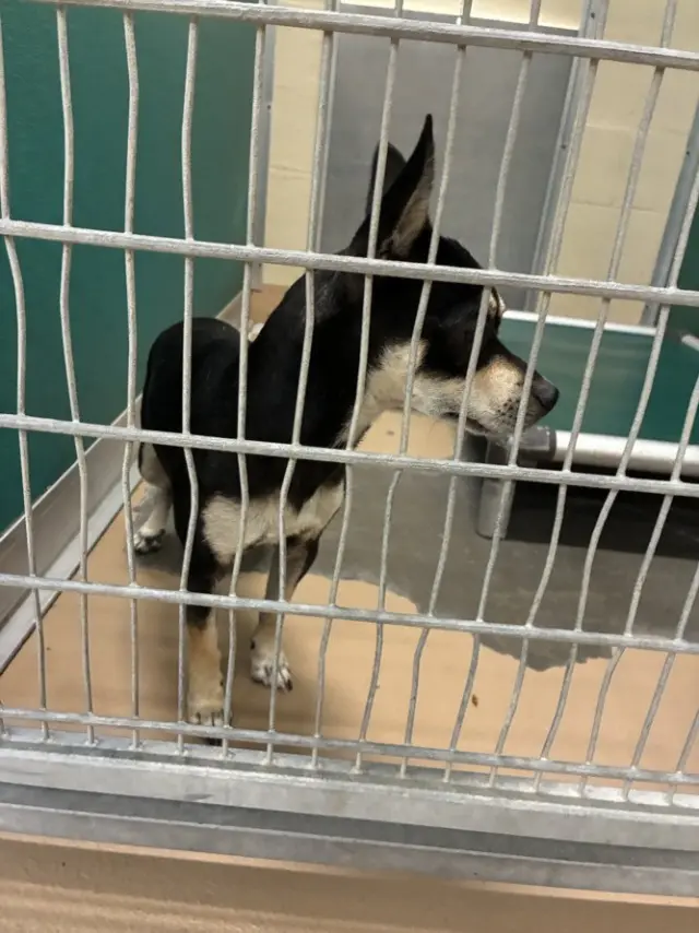 CHICO