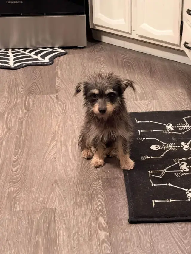 Gus