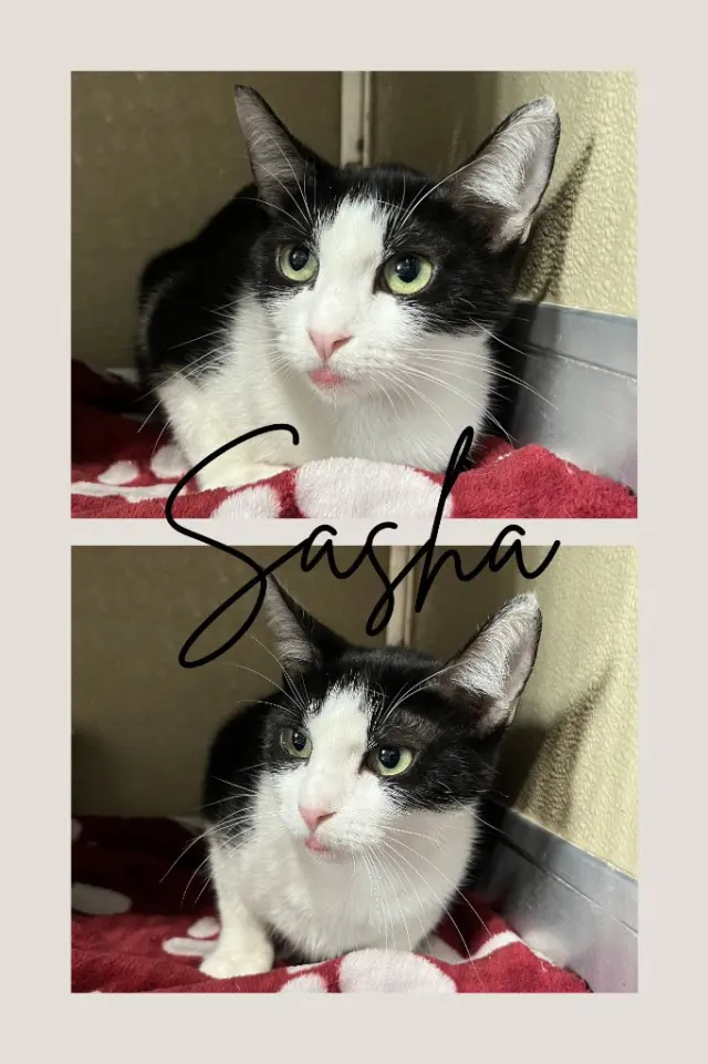 Sasha- indoor/outdoor