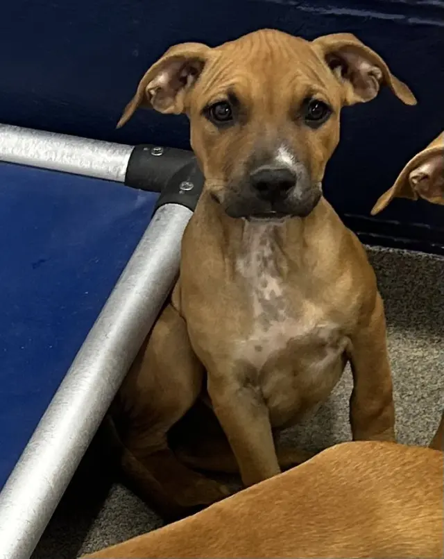 Coco 3mo (AVA 10/21)