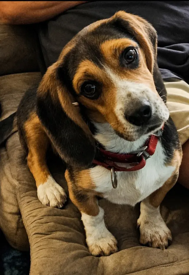 Elvis