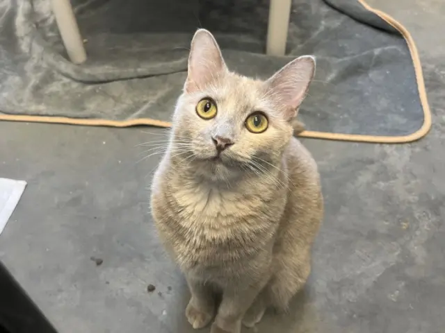 BUFFY