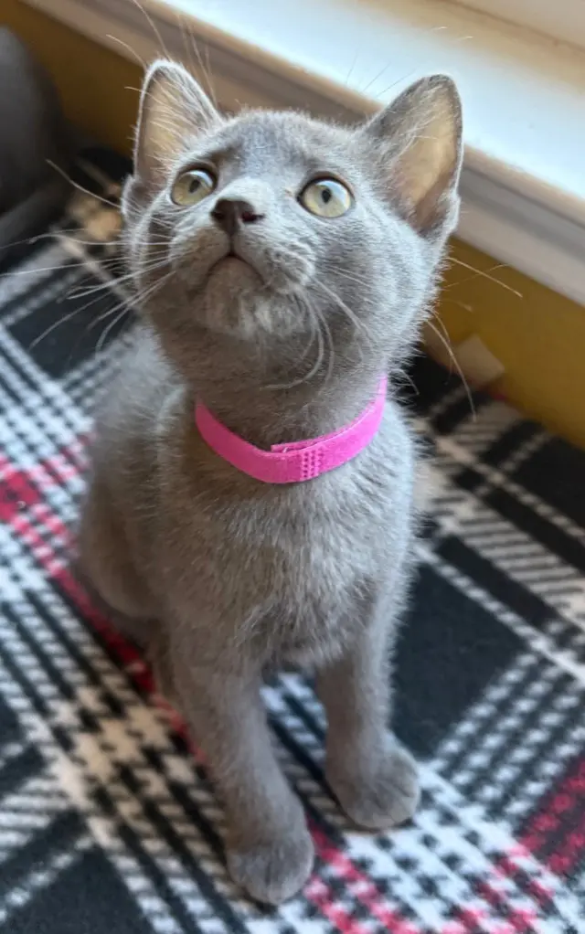 Duchess