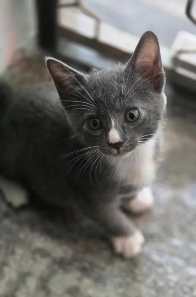 Nico *IN FOSTER*