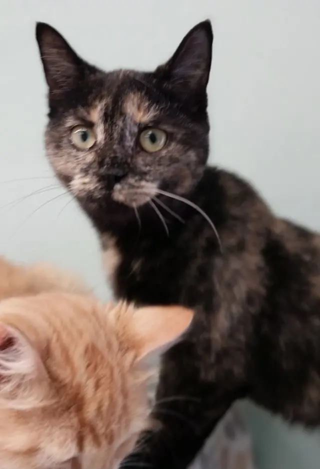 Lucy * IN FOSTER *