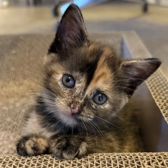 Vega