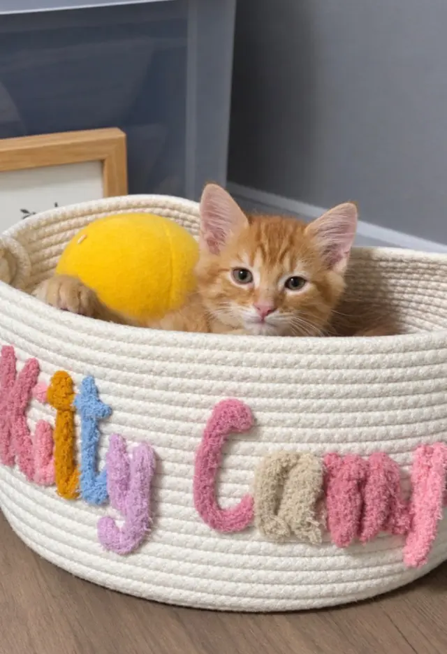 Biscuit