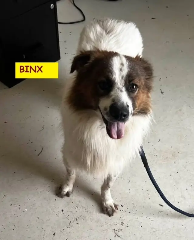 Binx
