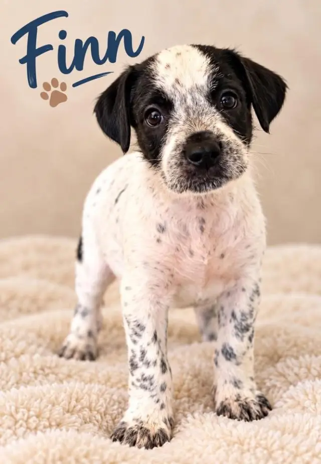 SPONSOR OR FOSTER ME - Finn