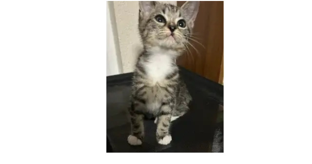 Fennel