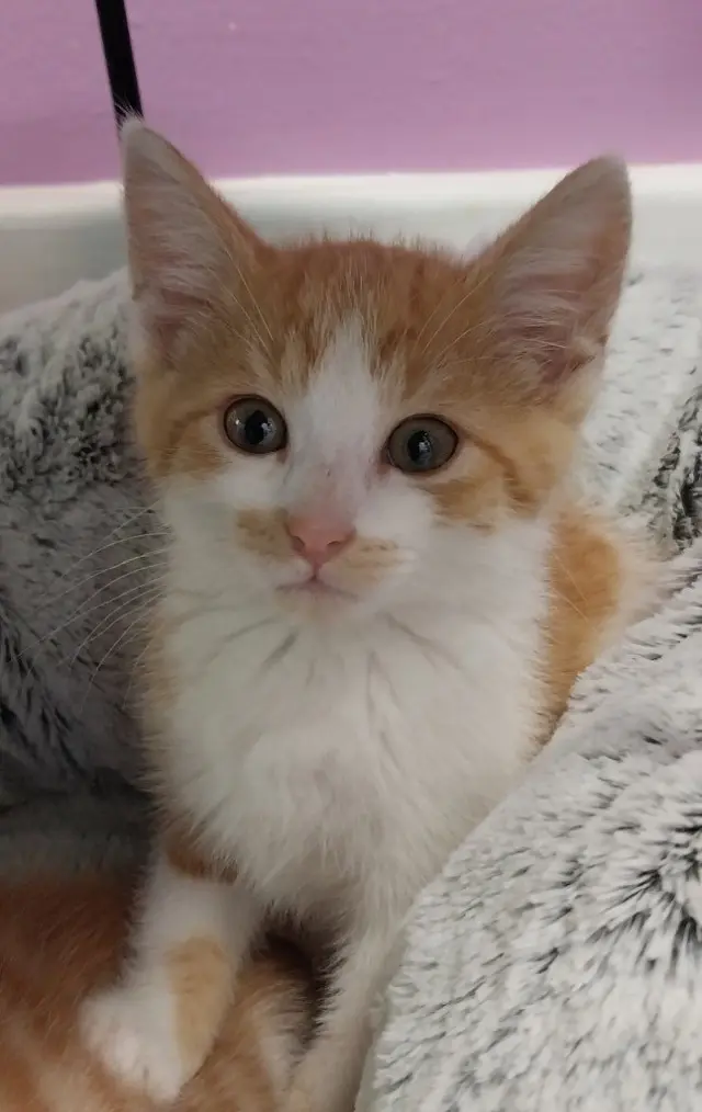 Cass * IN FOSTER *