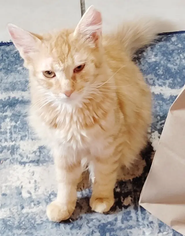 Simba D