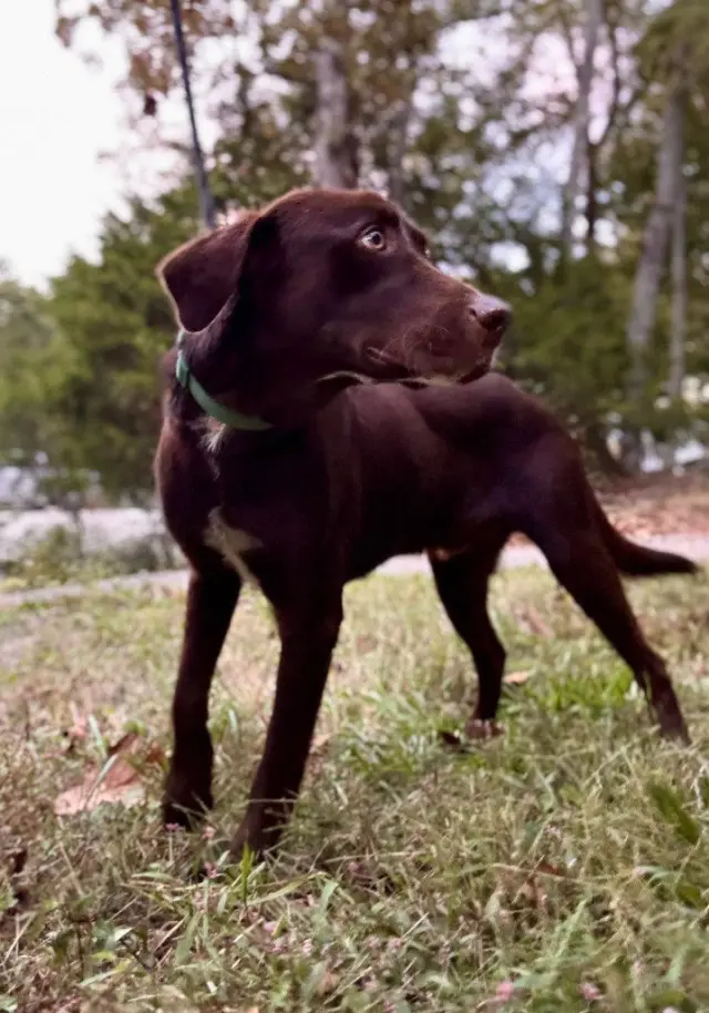 Bosco