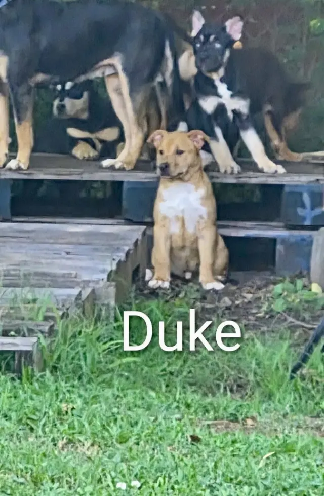 Duke ~ meet me!