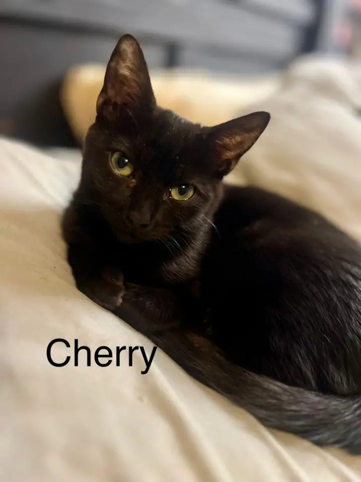 Cherry