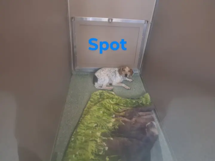 SF Spot