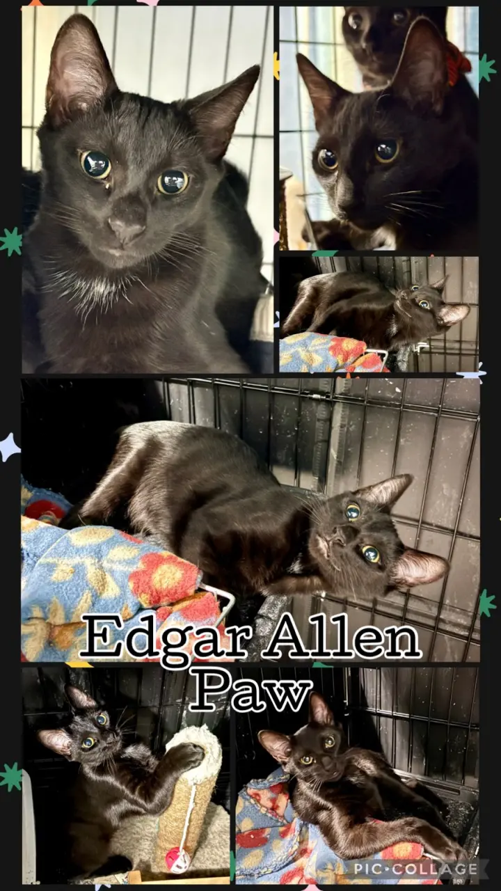 EDGAR ALLEN PAW
