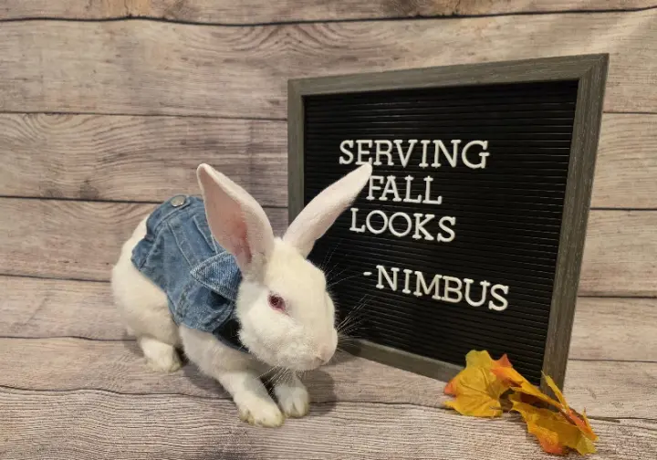 Nimbus