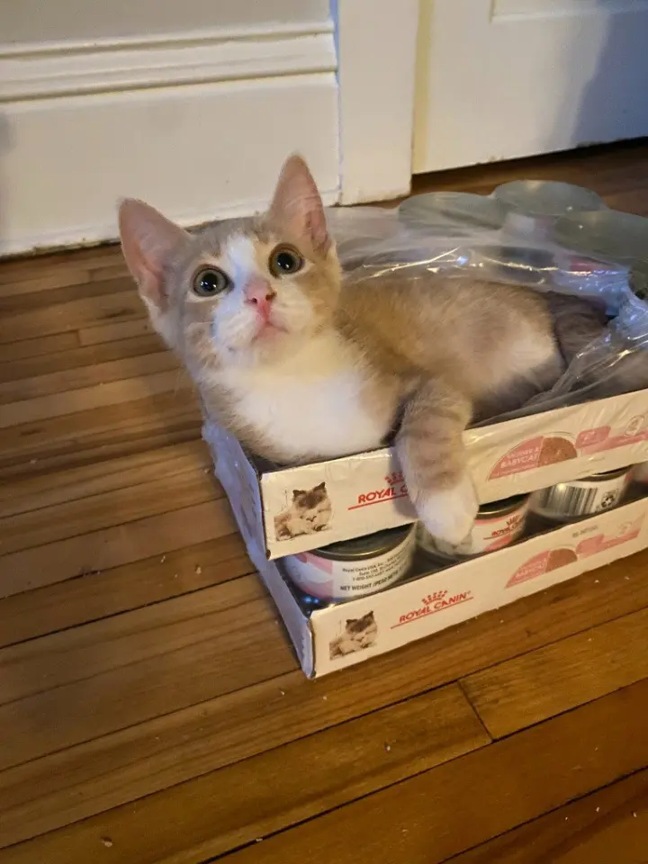 Agent Cedric (FeLV+)