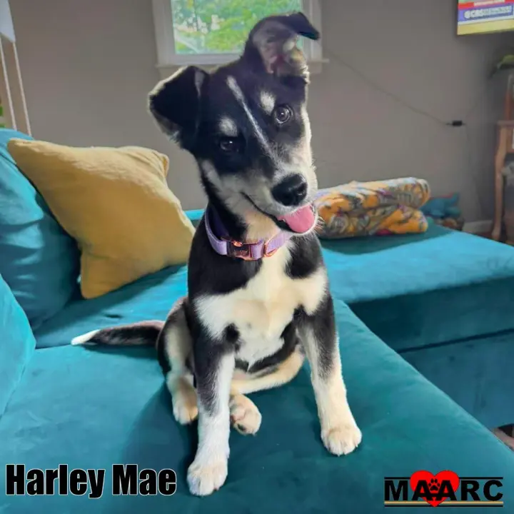 Harley Mae
