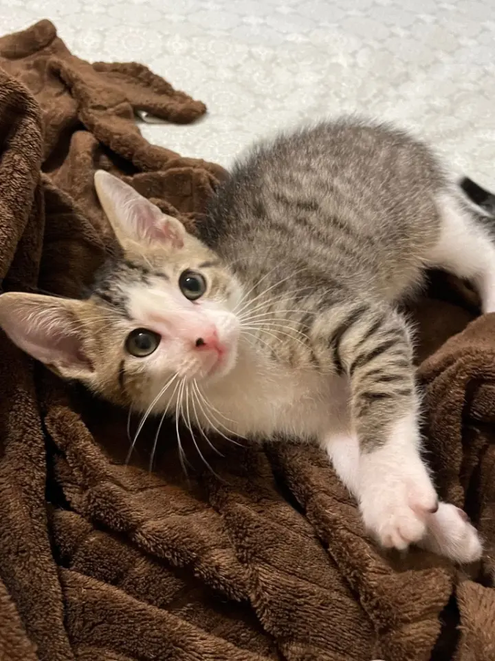 Jax