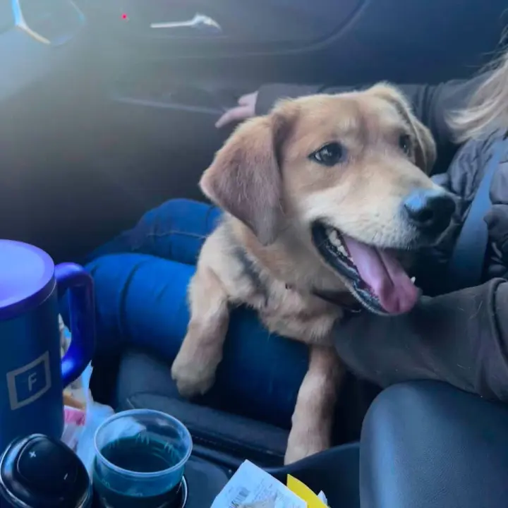 Buddy - Not at shelter