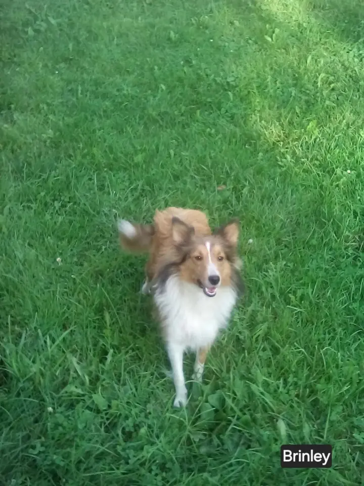 Brinkley adoption pending