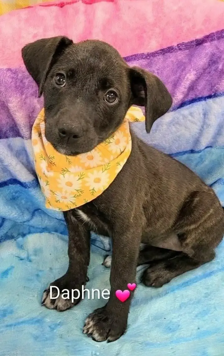 Daphne (NY-Shari)