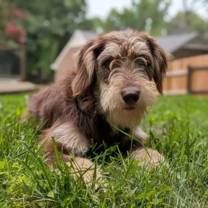 Breeze * Adoption Pending*