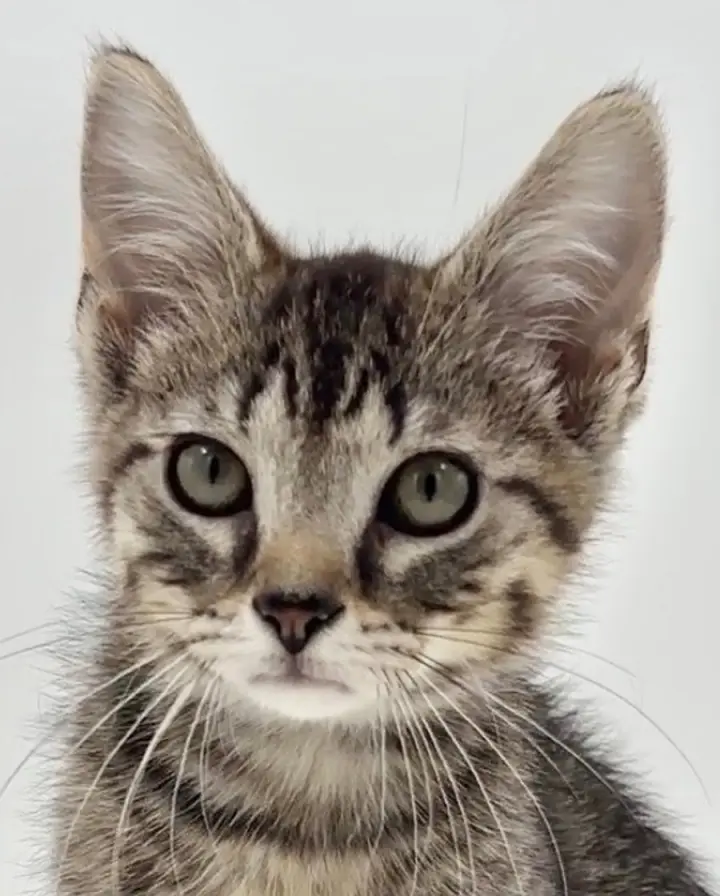 Kitten Brian