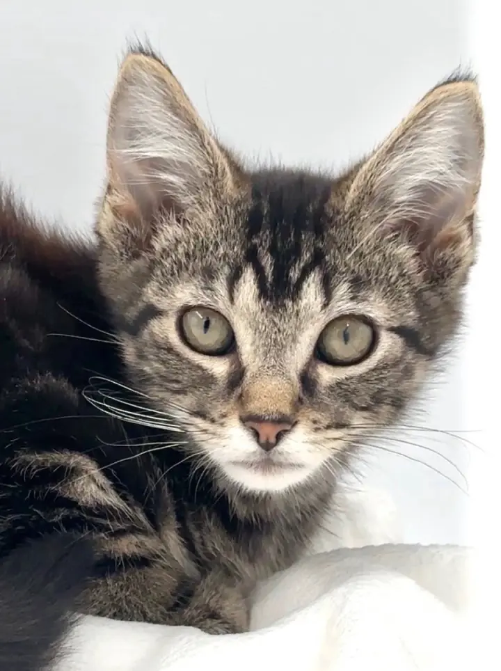 Kitten Nick