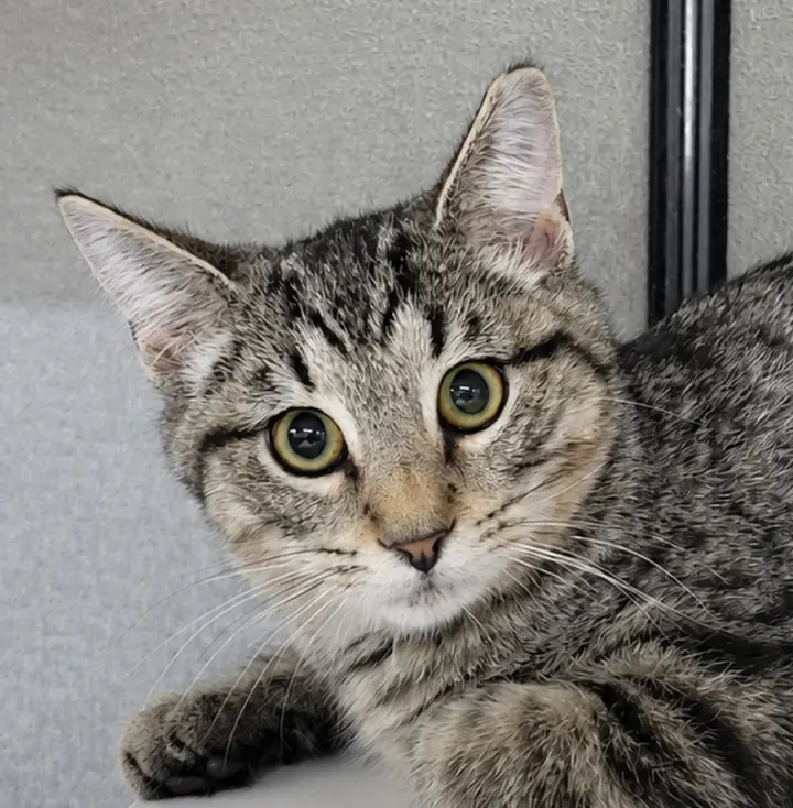Kitten Dico
