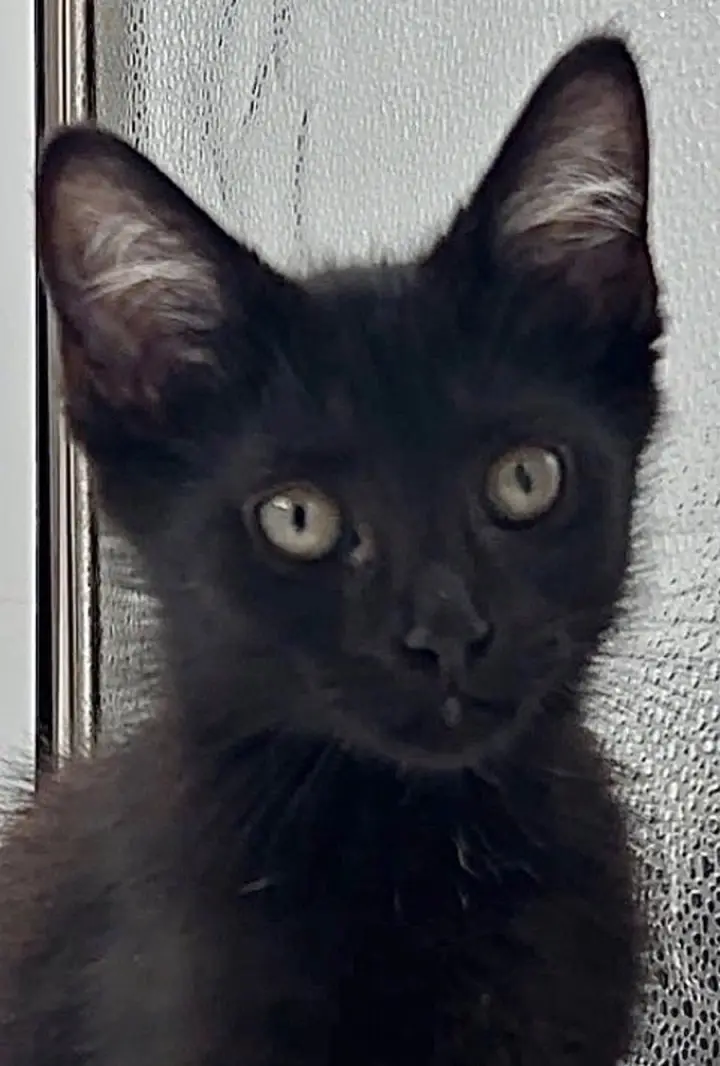 Kitten Howie