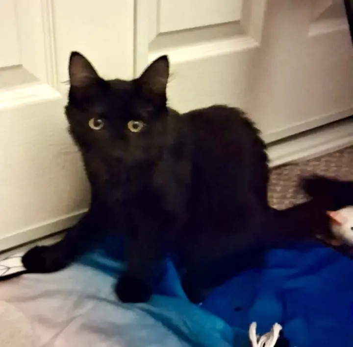 Meadow (bonded to Sparks)