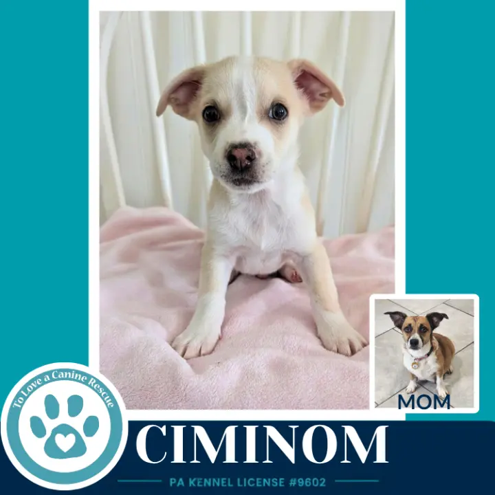 Ciminom (Betty's Babble Bunch) 070126