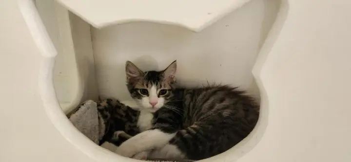Cat 27746 (Jasper)