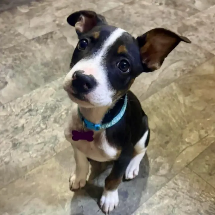 Jax Walter