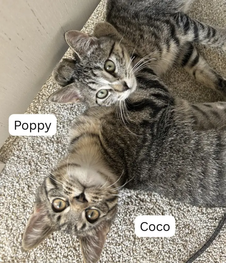 Poppy / Coco